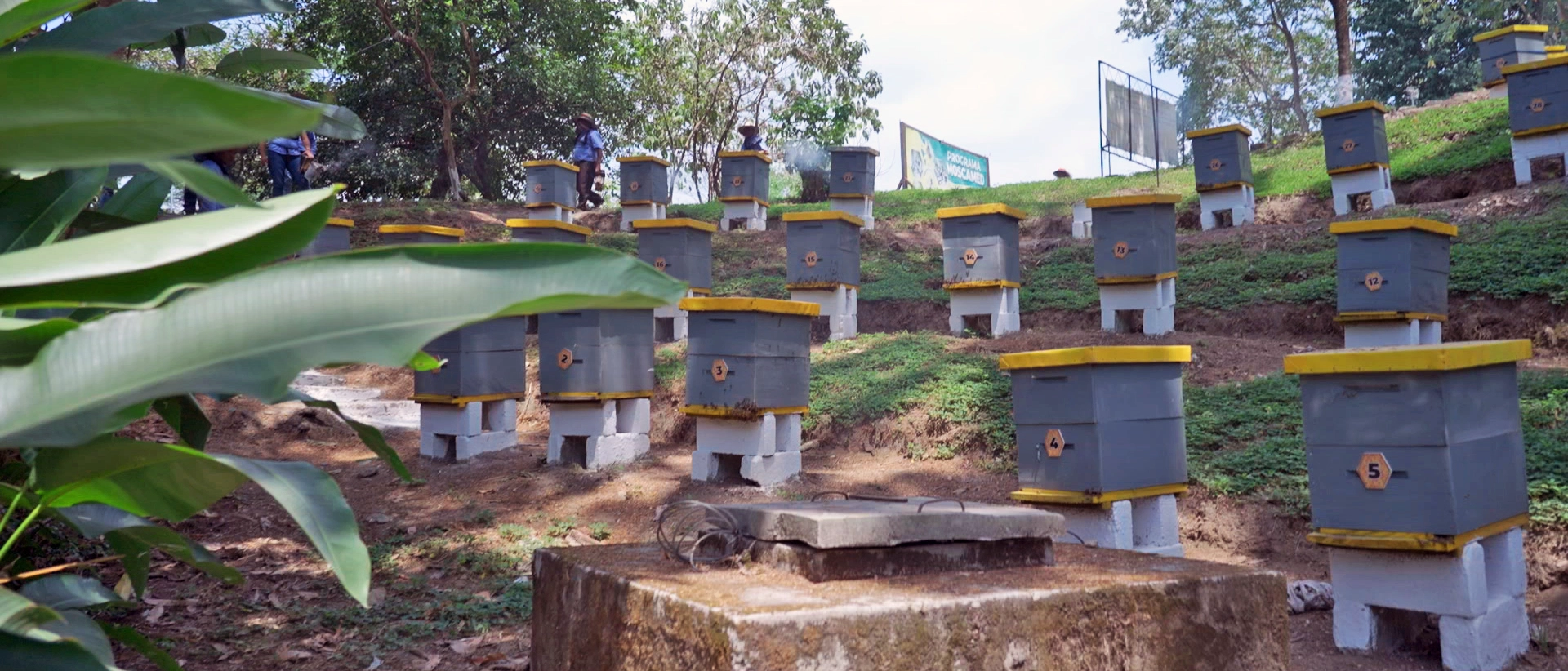 Apicultura-CTTA-09