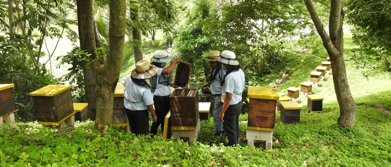 Apicultura-CTTA-Moscamed-2