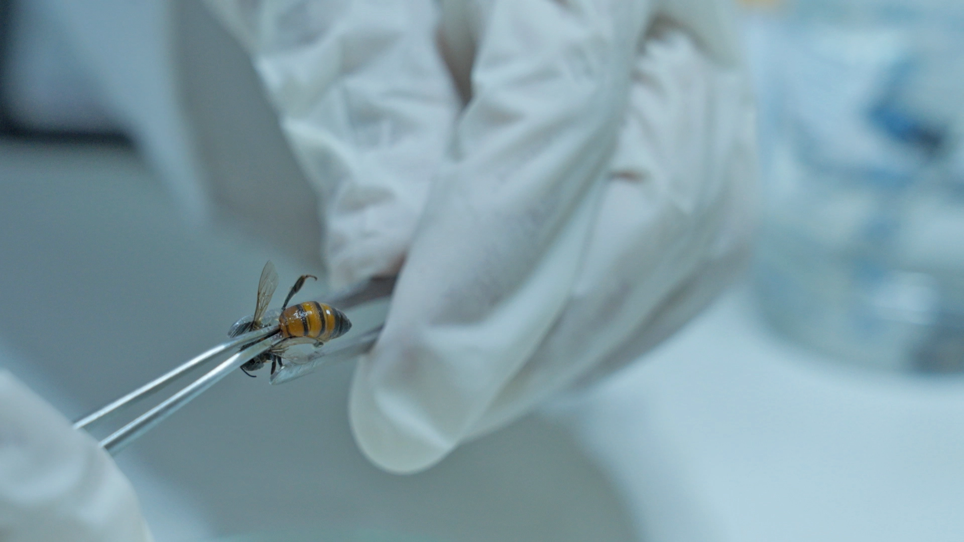 Apicultura-Laboratorio-02