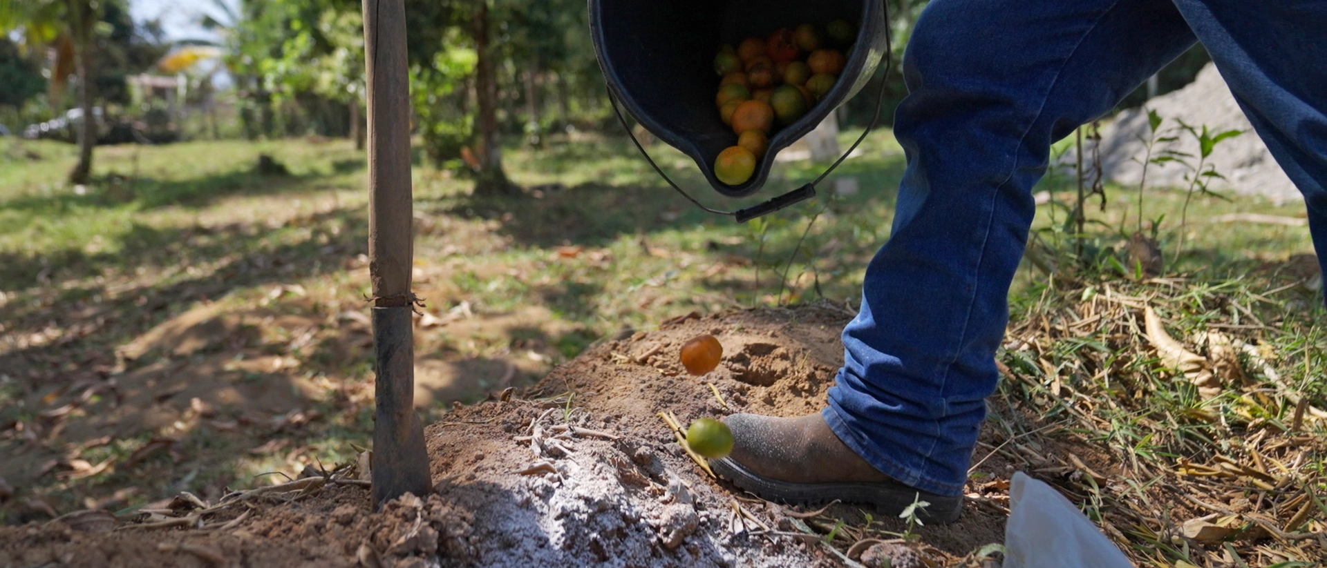Control Mecánico para Prevención de Mosca del Mediterráneo