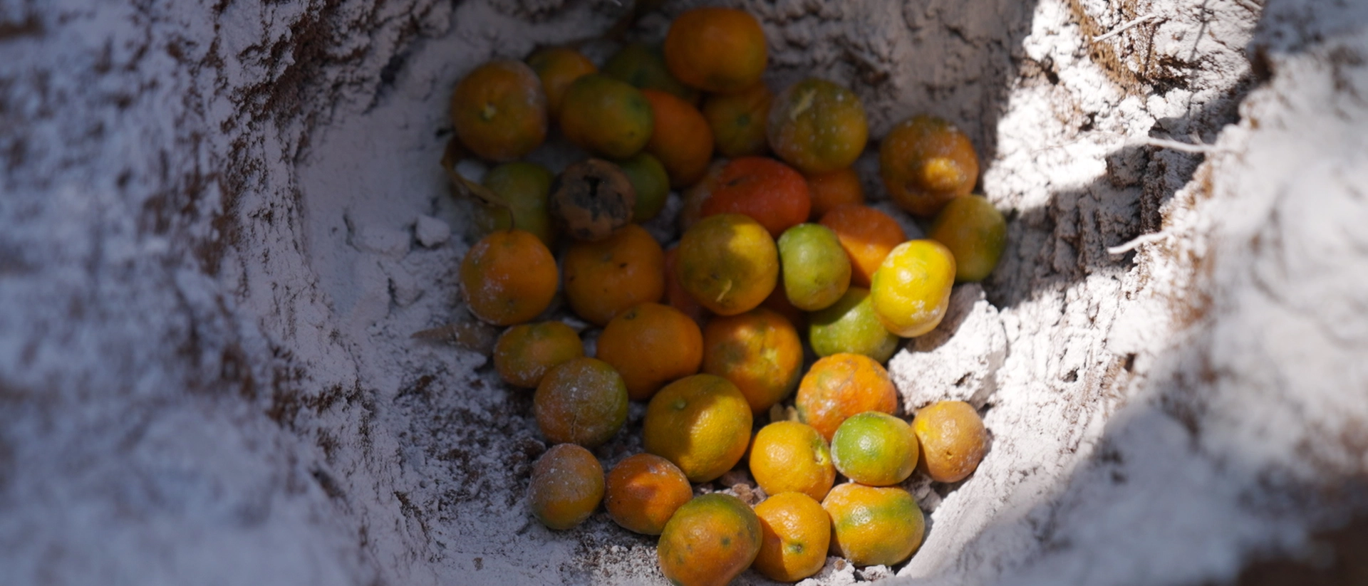 Control Mecánico para Prevención de Mosca del Mediterráneo