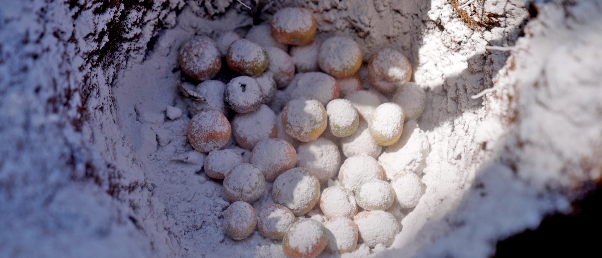 Control Mecánico para Prevención de Mosca del Mediterráneo