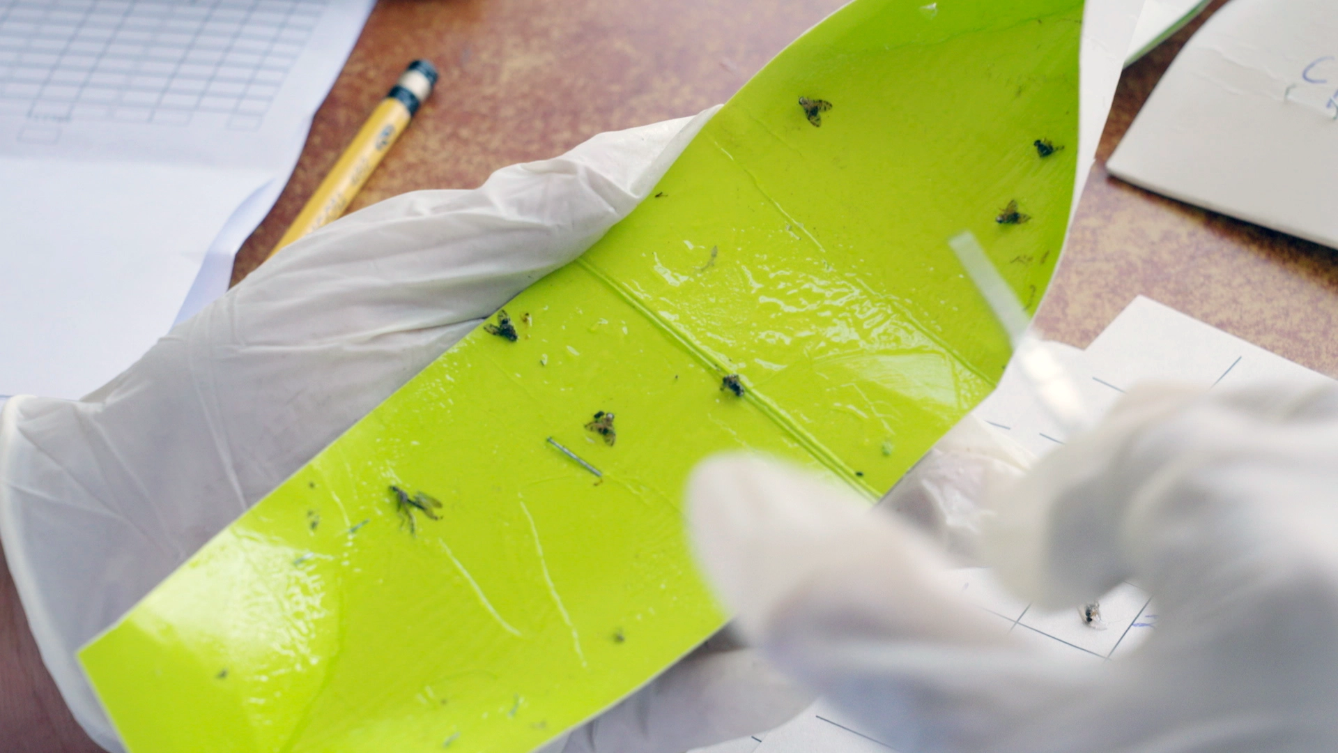 Laboratorio-Moscamed-06