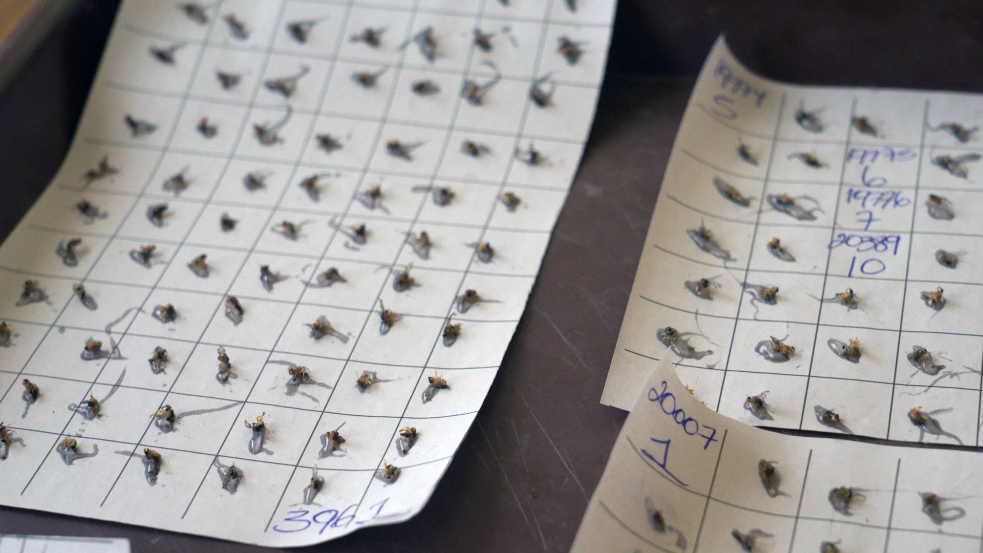 Laboratorio-Moscamed-08