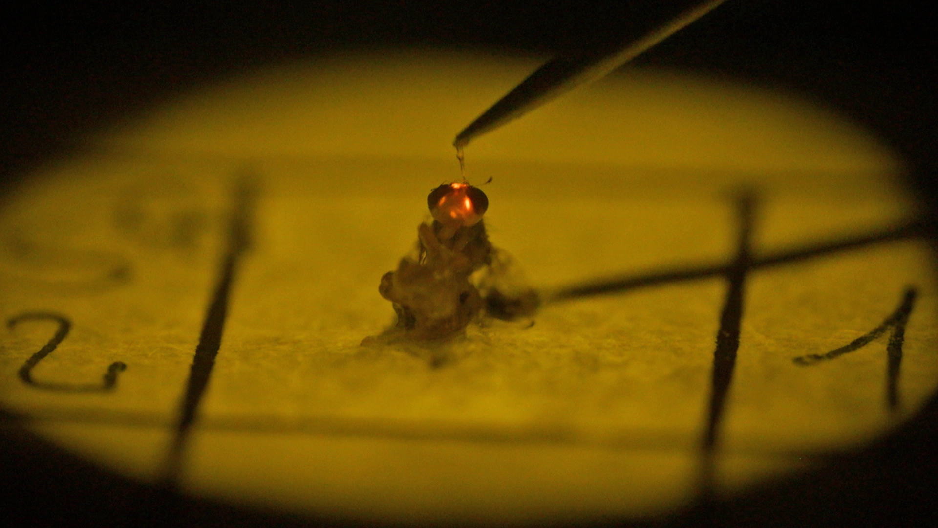 Laboratorio-Moscamed-10