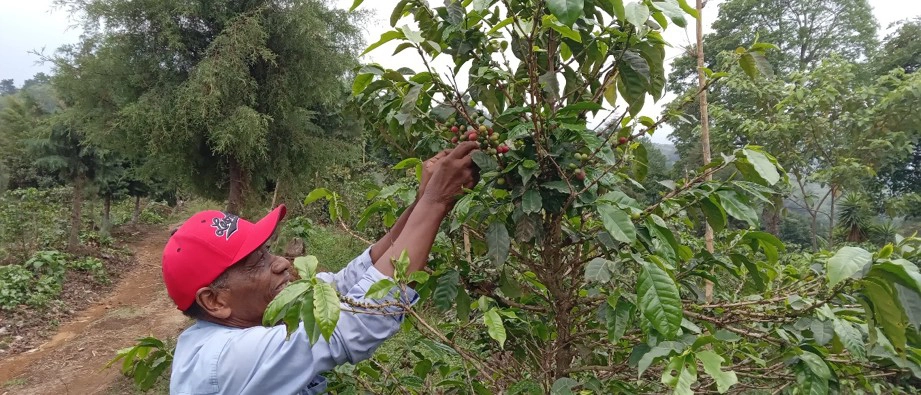 Detección por muestreo