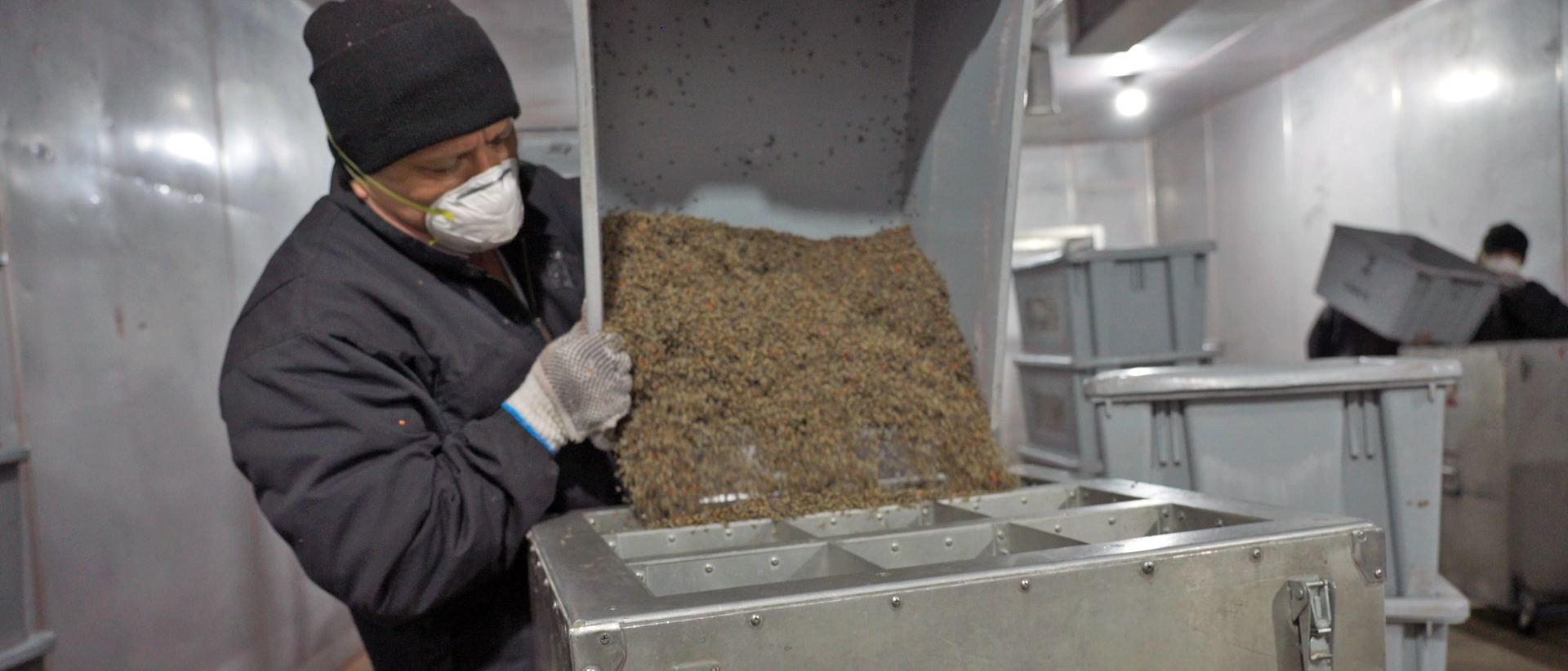 Técnica del Insecto Estéril