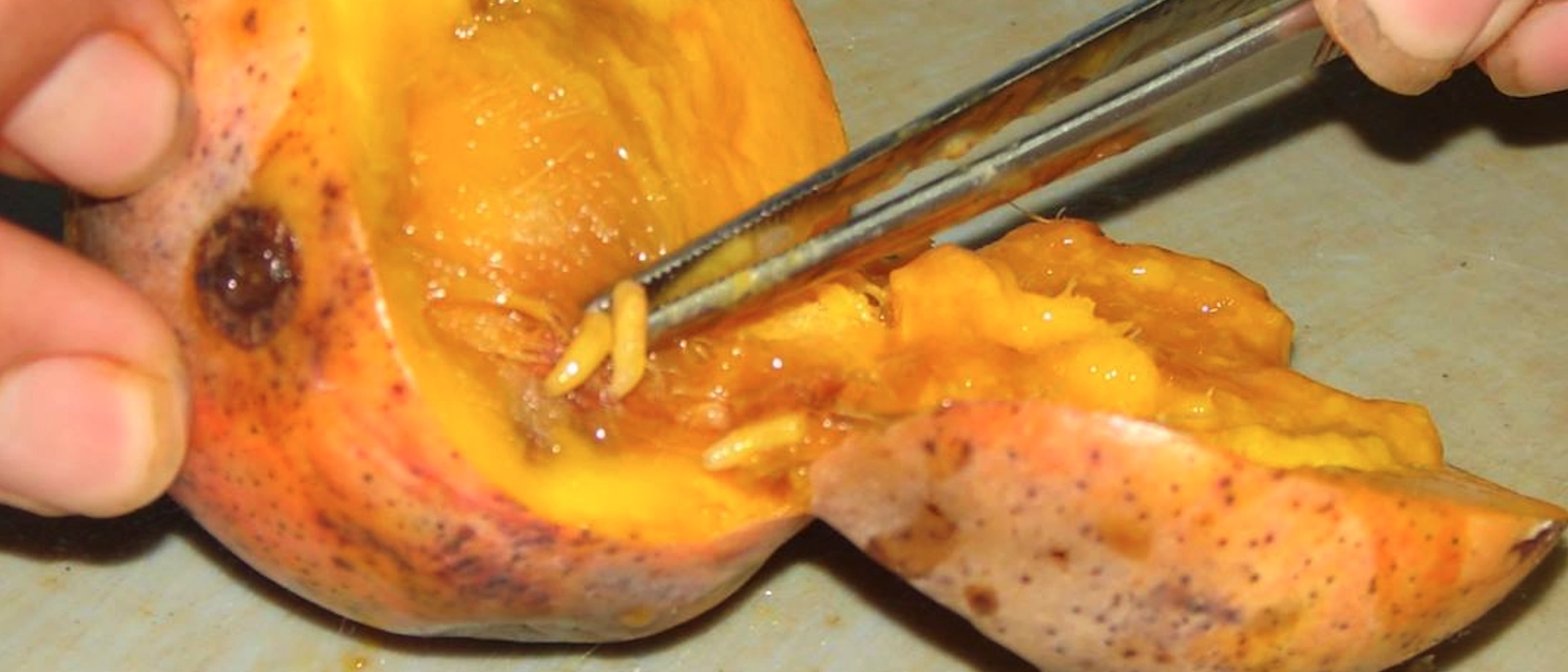 Muestreo-frutas-proceso-4