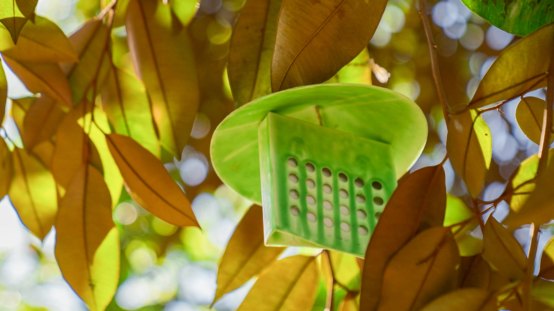 cuando-y-donde-se-utiliza-cebo-1