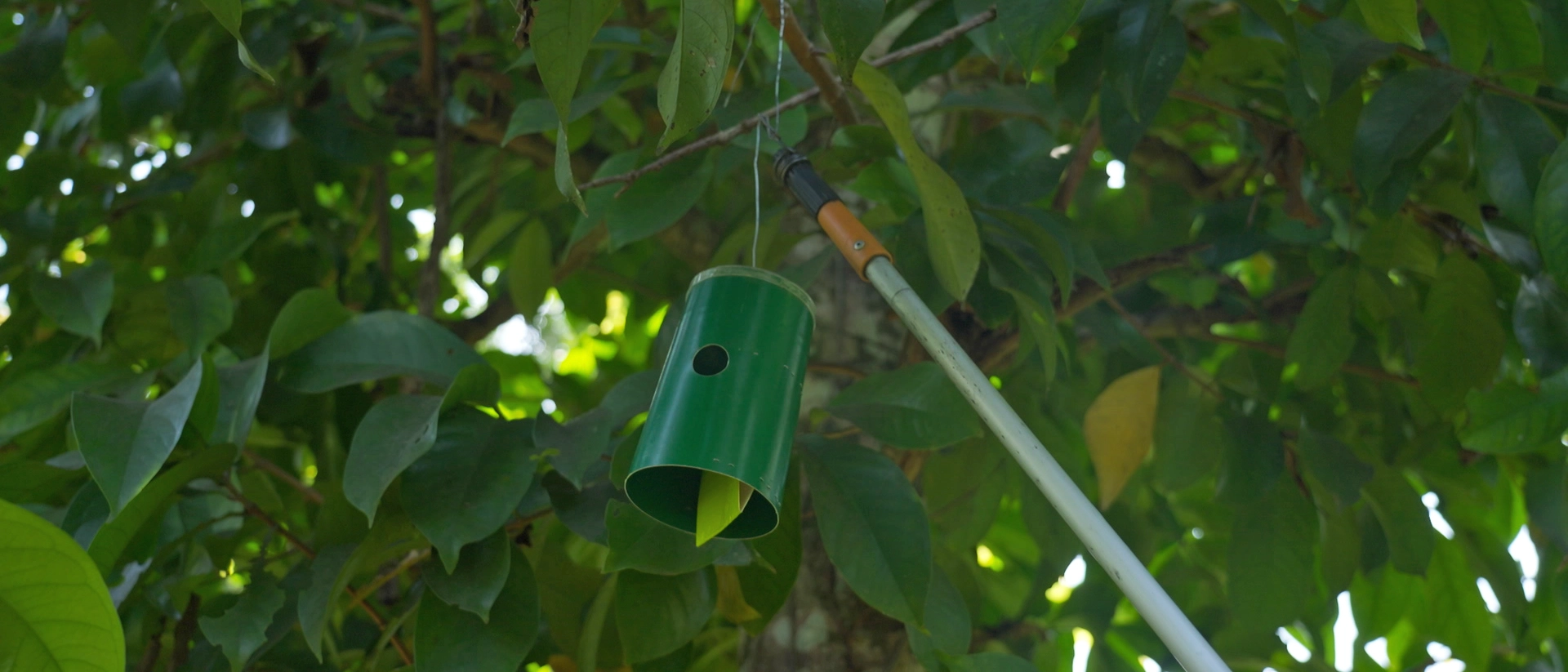 deteccion-por-trampeo-3