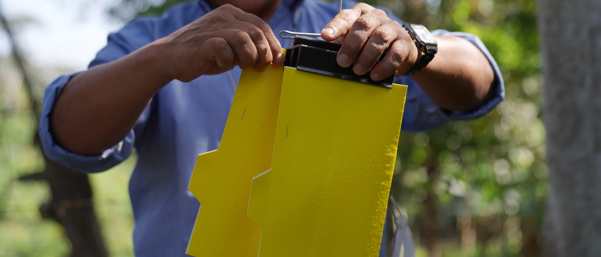 deteccion-por-trampeo-5