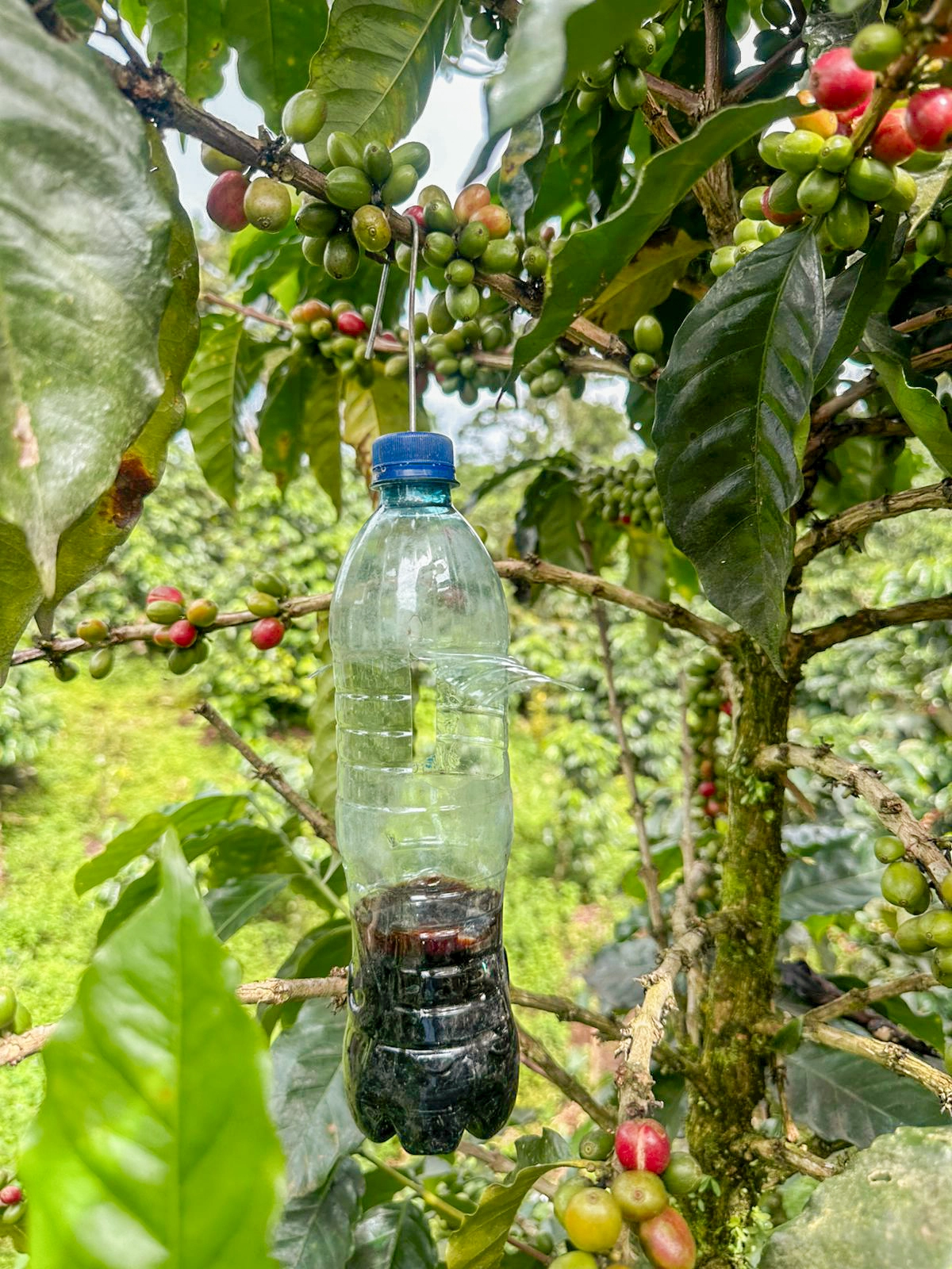 dispositivos-de-Trampeo-Masivos-1