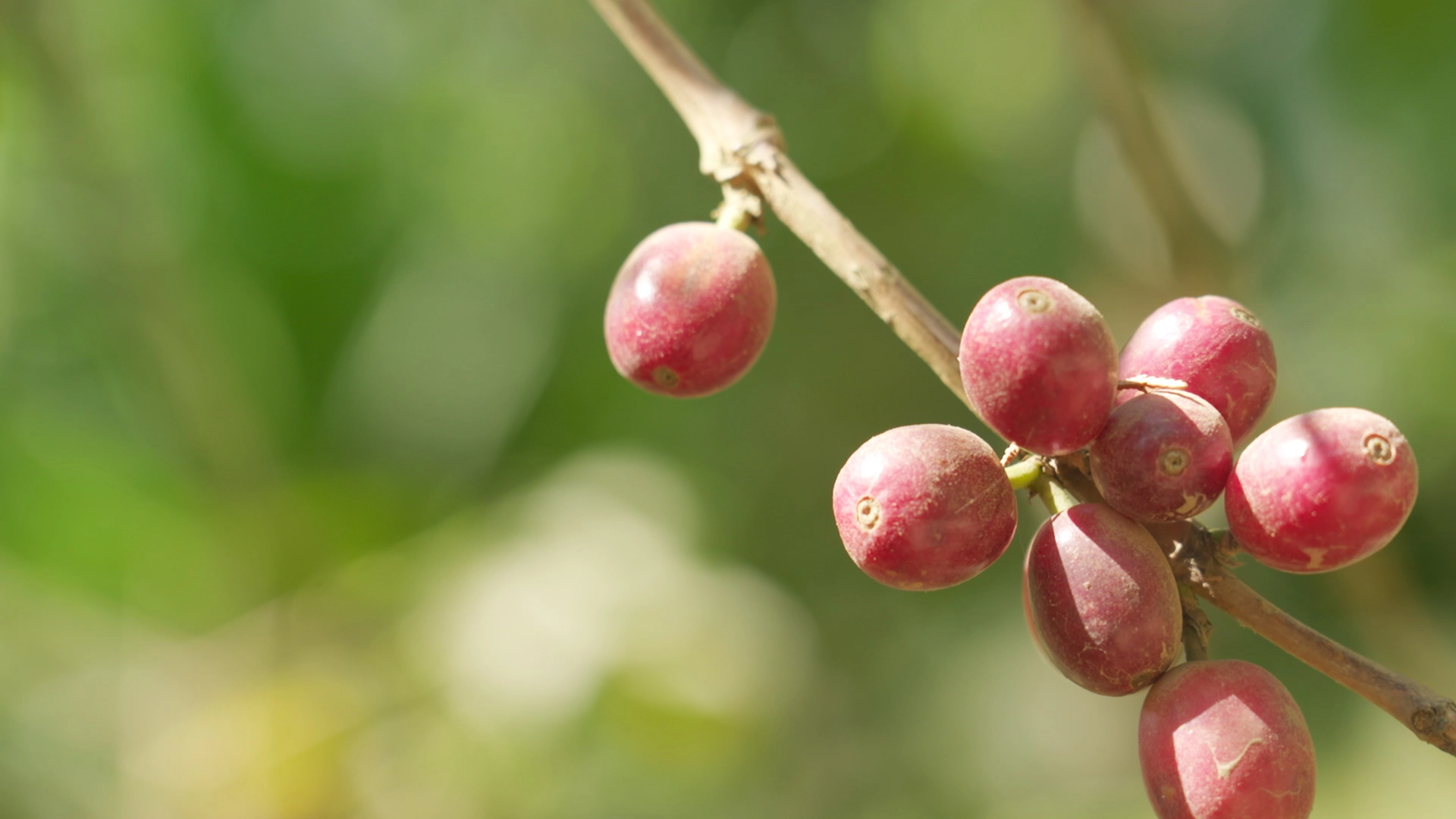 donde-se-aplica-cafe