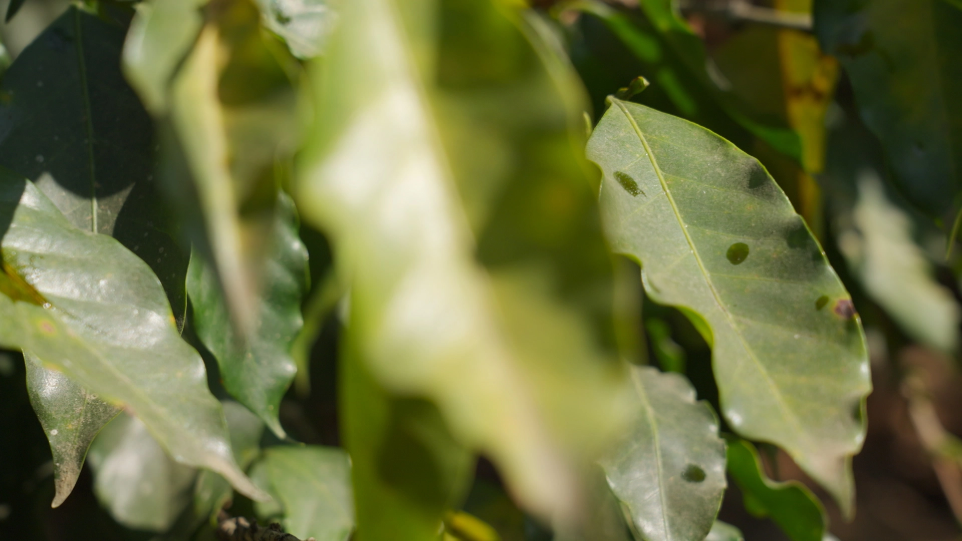 en-donde-se-aplica-terrestre-2