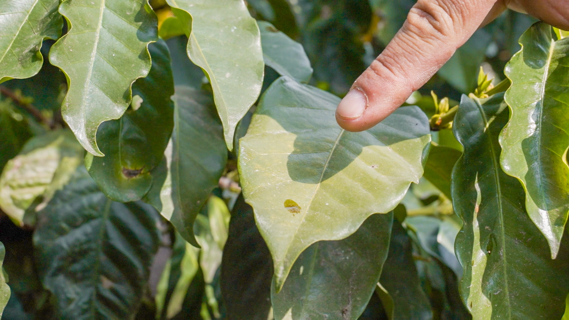 en-donde-se-aplica-terrestre--4