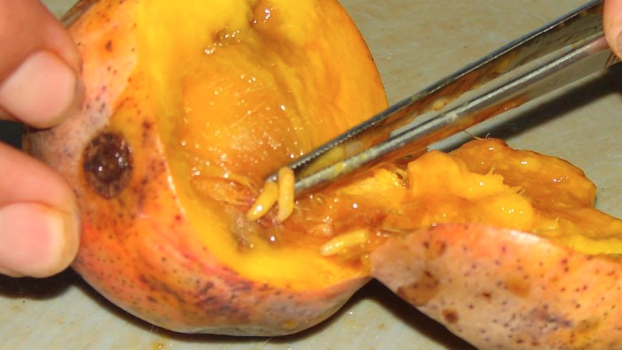 identificacion-larvas