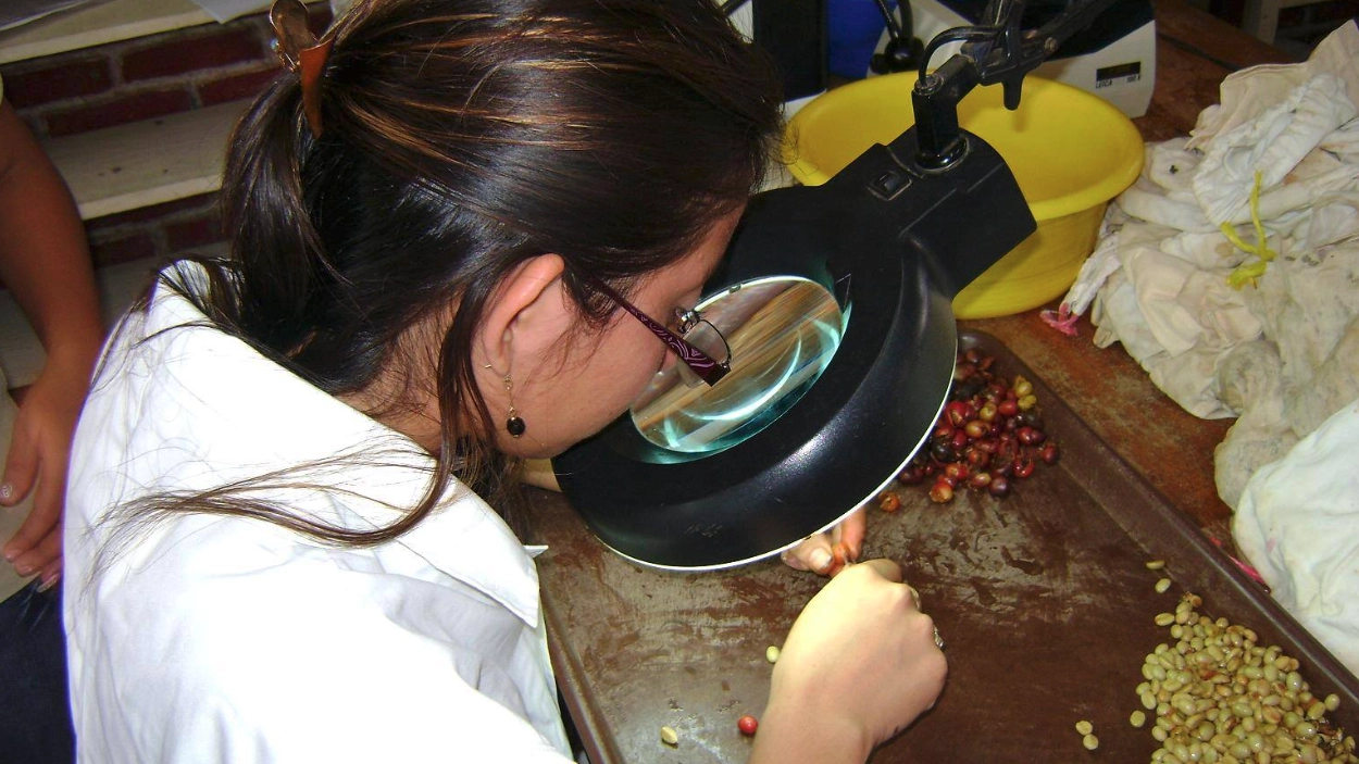 laboratorio-larvas-ceratitis-capitata