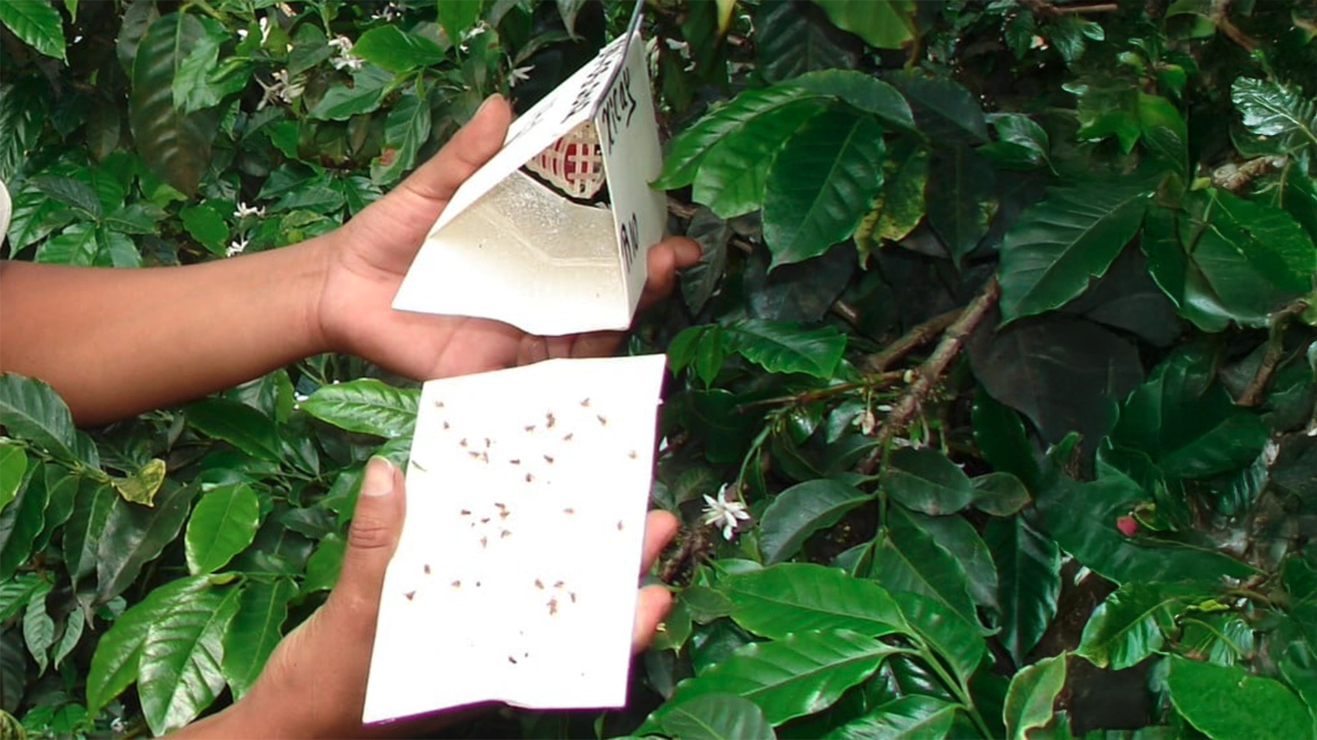 trampa-jackson-muestra