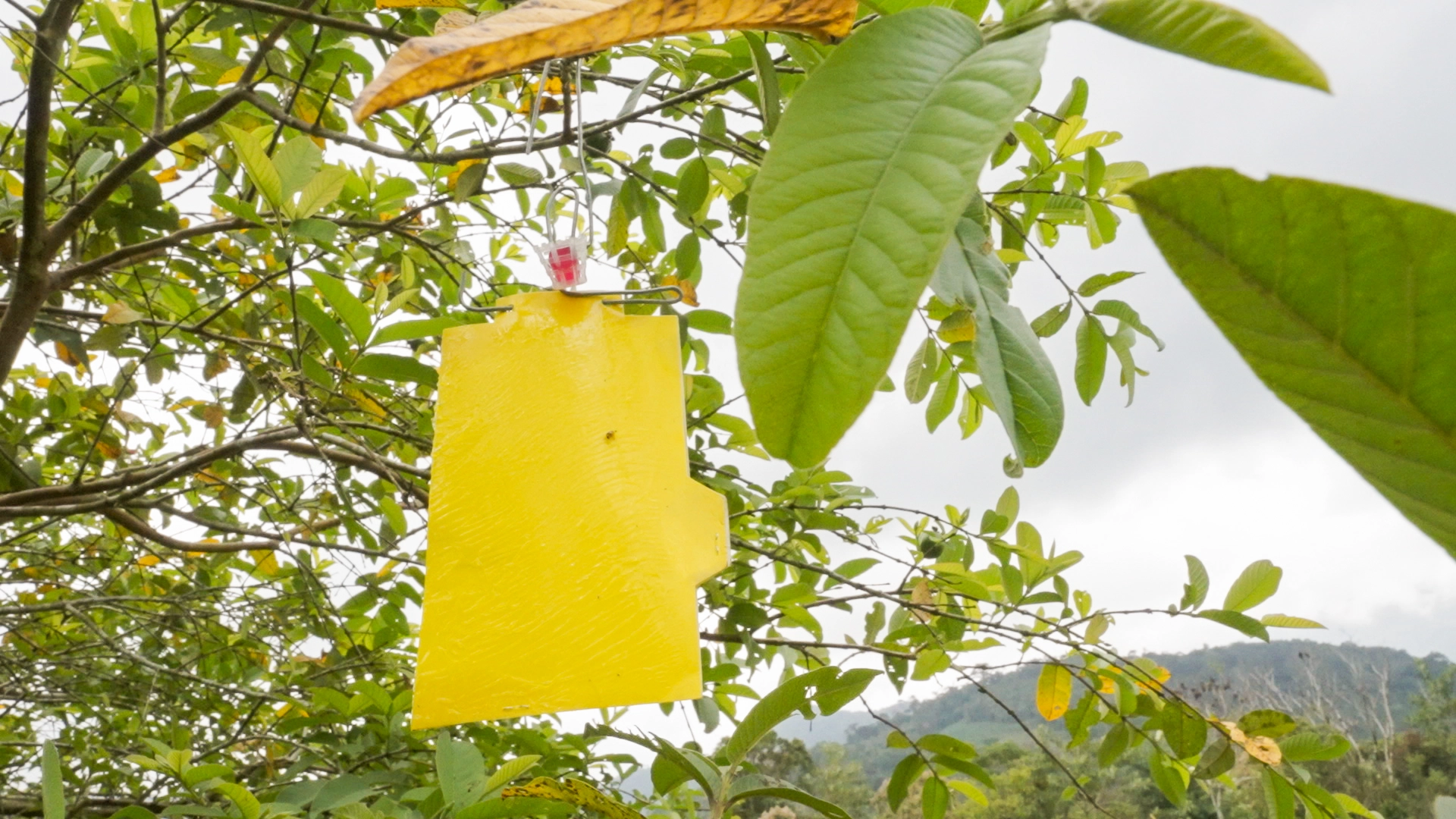 trampa-panel-amarillo-1