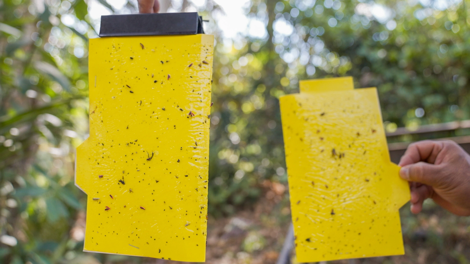 trampa-panel-amarillo-4